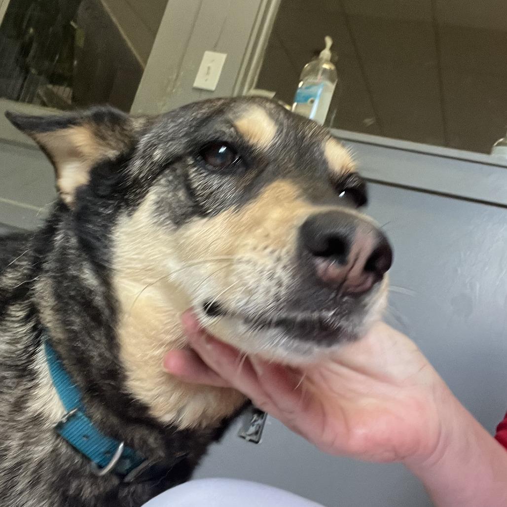 Sable, Adoptable, Adult Female Mixed Breed.