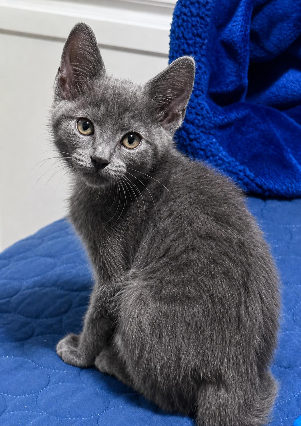 Teddie Girl, a ADOPTABLE mixed breed in Houston, TX image 1/5