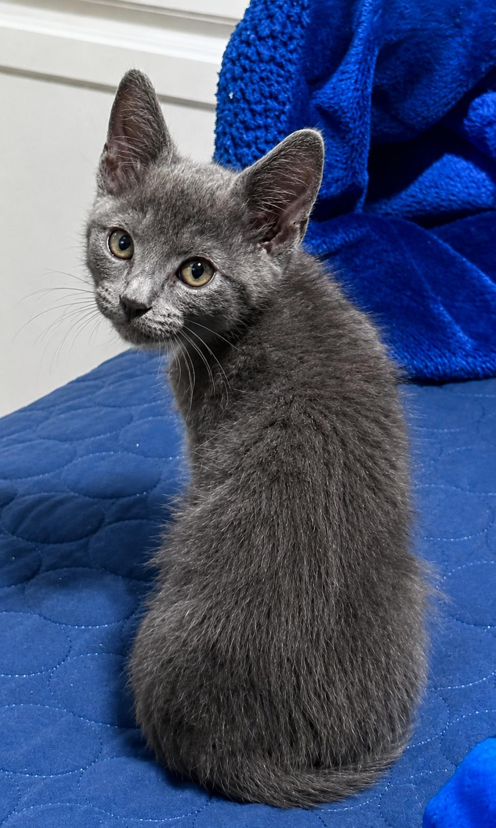 Teddie Girl, a ADOPTABLE mixed breed in Houston, TX image 2/5