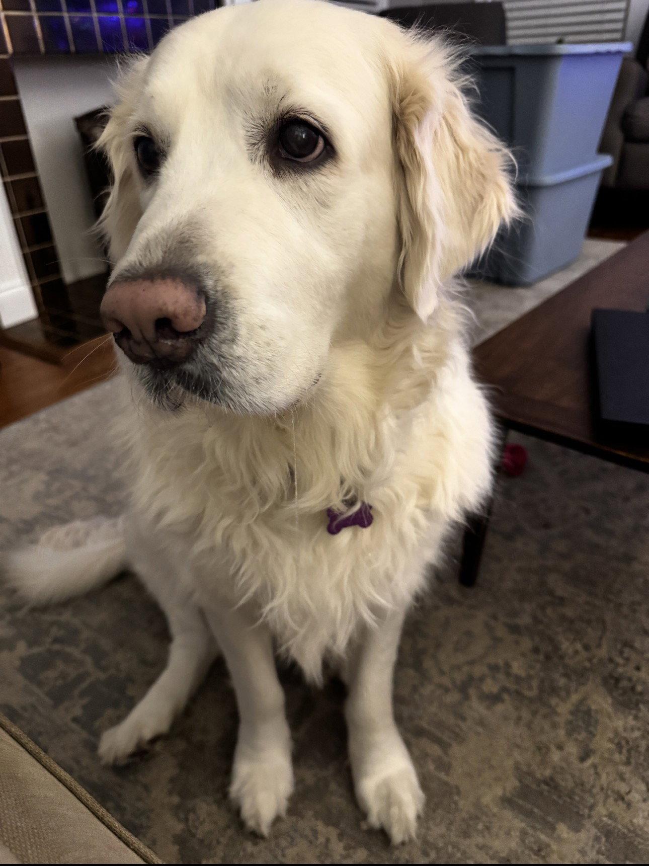 Rylie, Adoptable, Adult Female Golden Retriever.