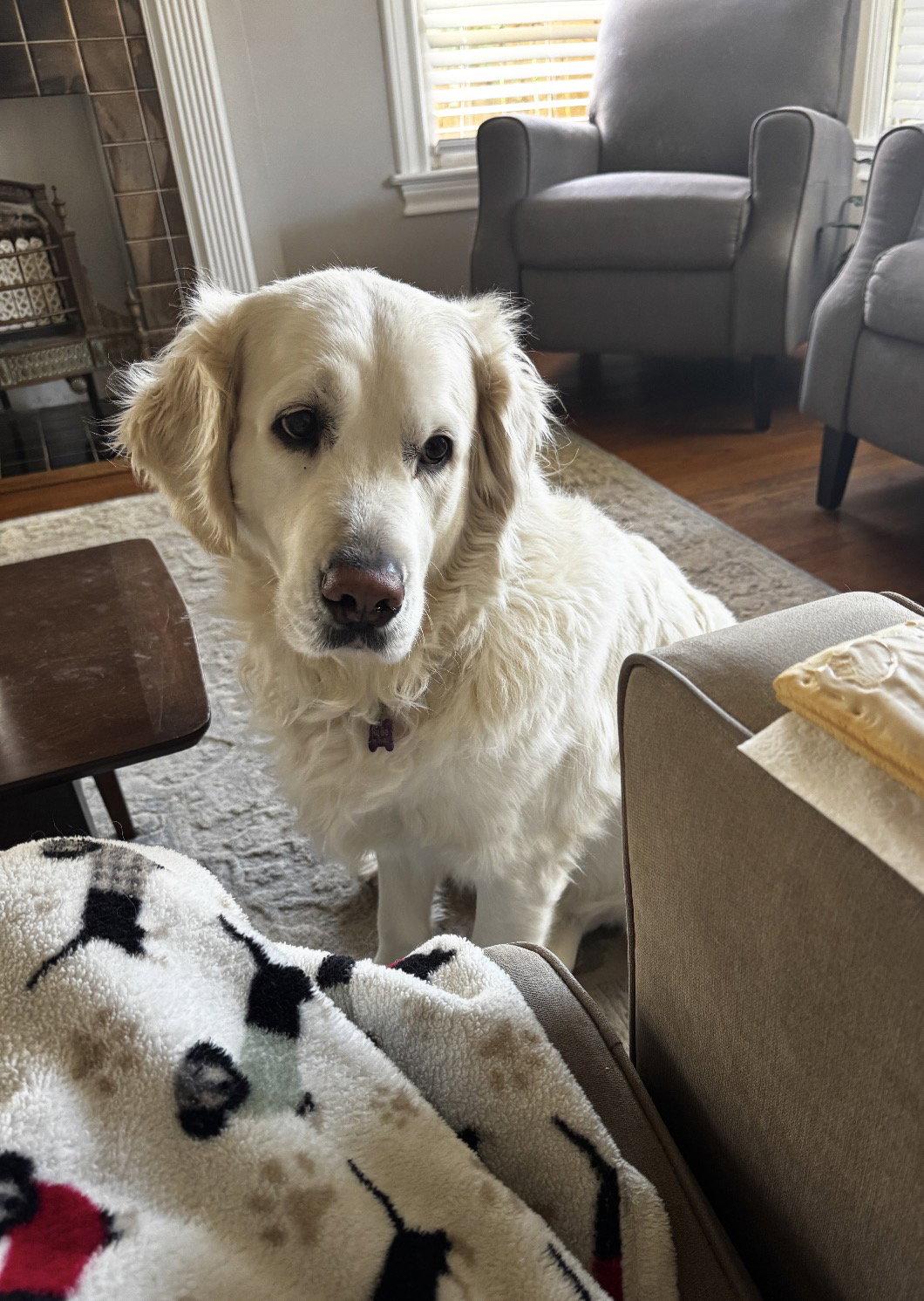 Enlarge Rylie, a Adoptable Golden Retriever in Shreveport, LA image 2/2