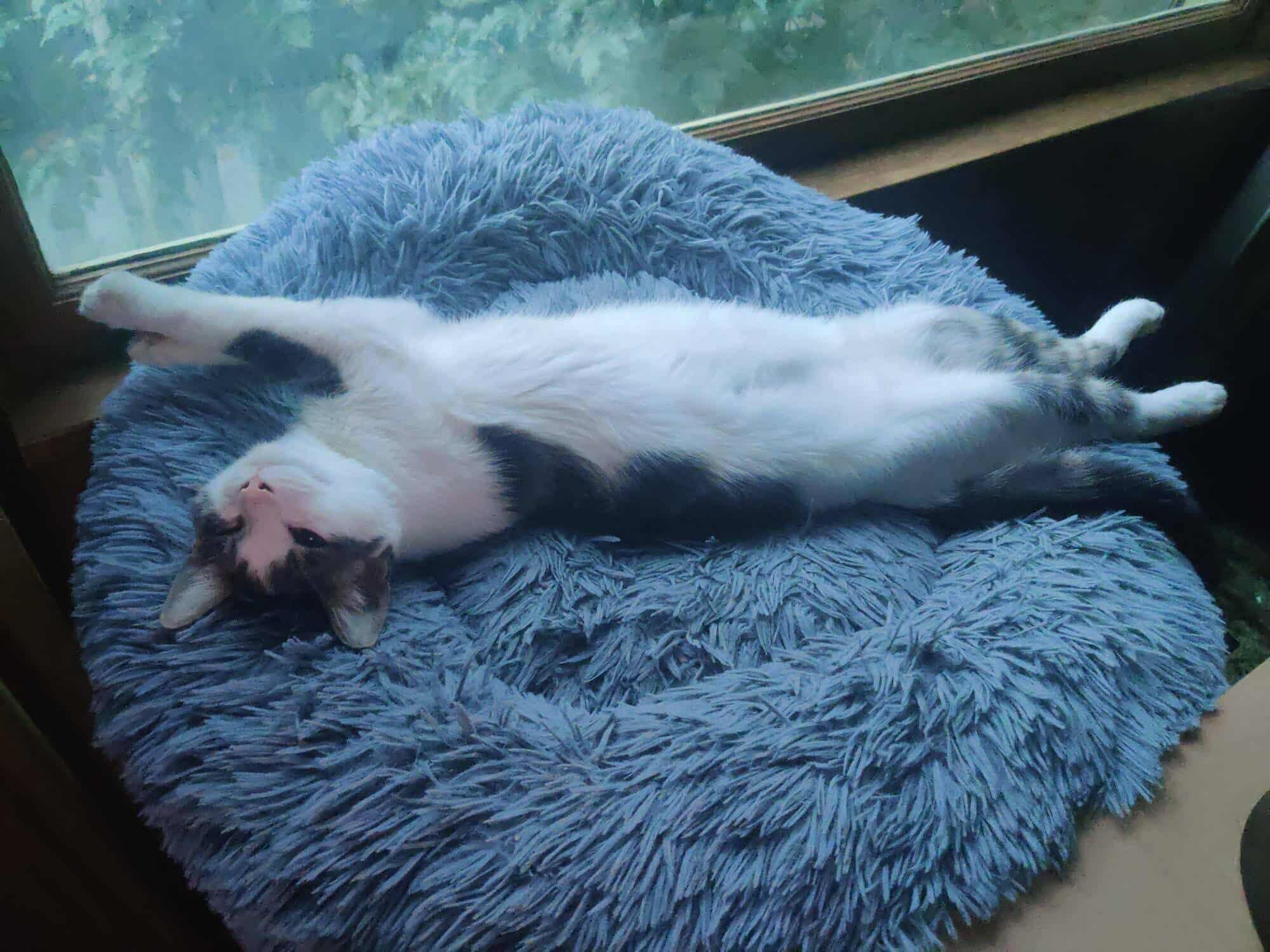 Kahlo, Adopted, Young Male Domestic Short Hair.