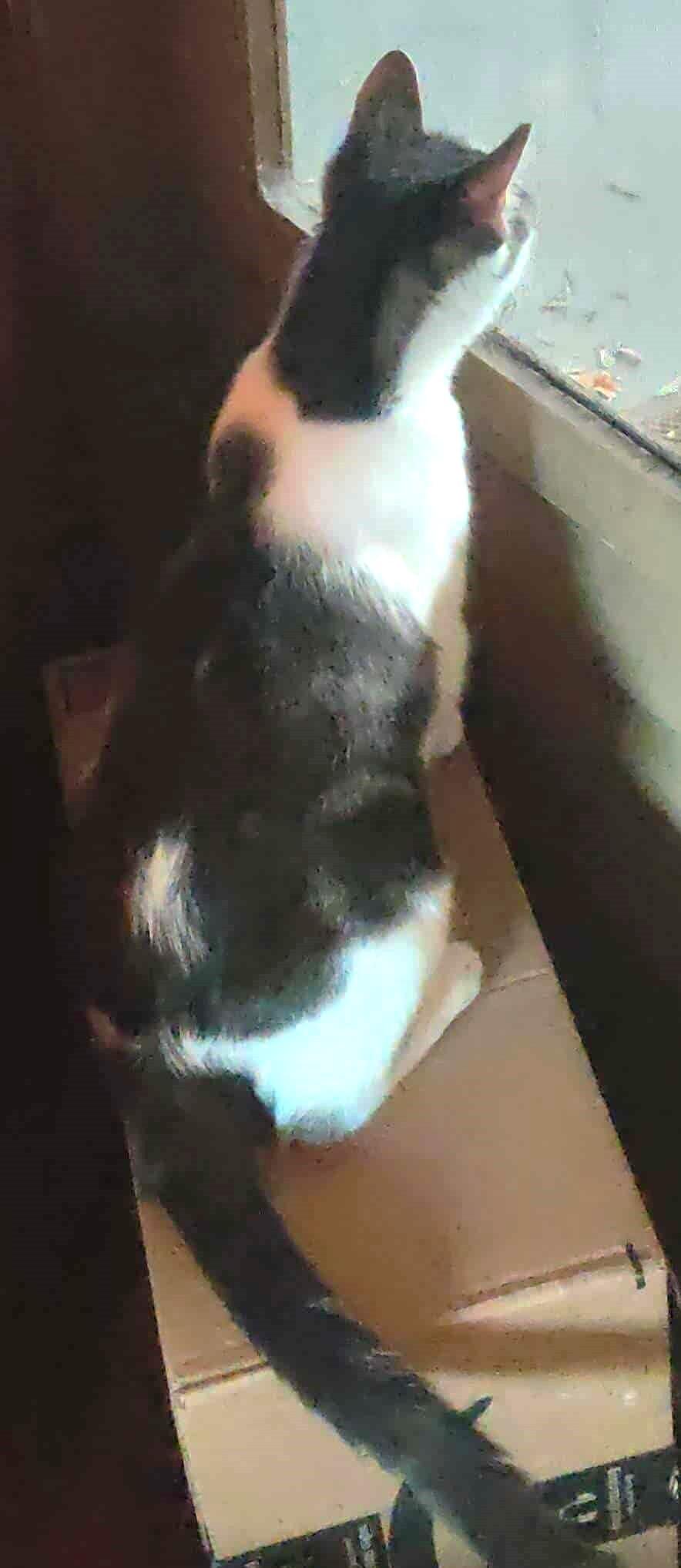 Enlarge Kahlo, a Adopted mixed breed in Lewiston, ID image 2/2