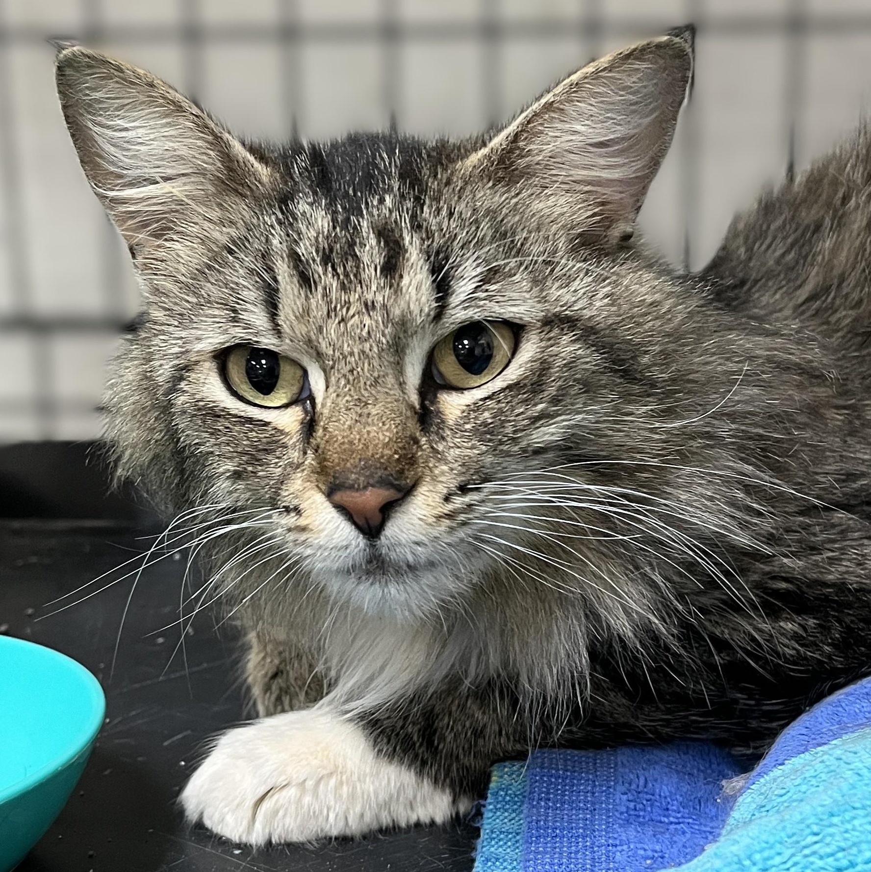 Molly, Adoptable, Young Female Domestic Medium Hair.