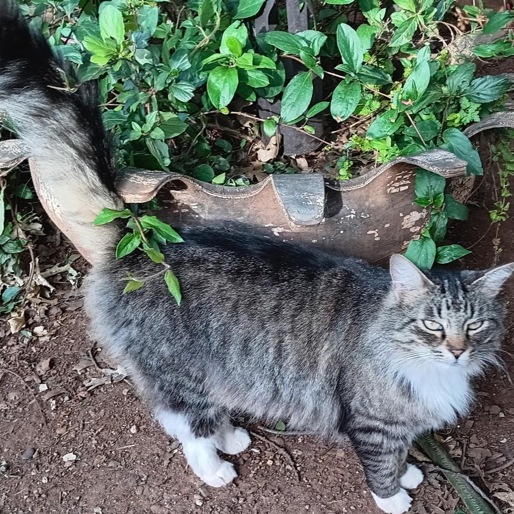 Enlarge Molly, a Adoptable Domestic Medium Hair in Shingletown, CA image 1/1