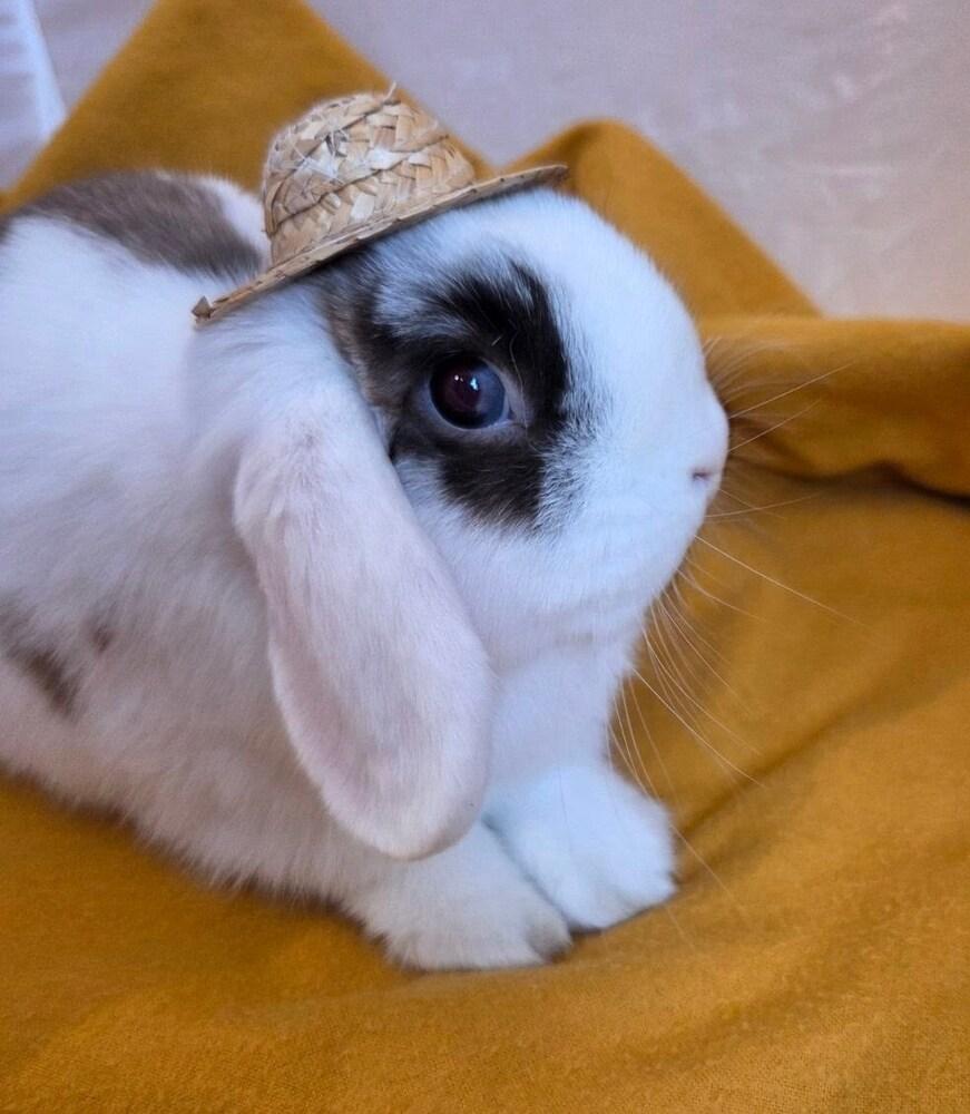 Enlarge Cabbage, a Adopted mixed breed in Pasco, WA image 1/6