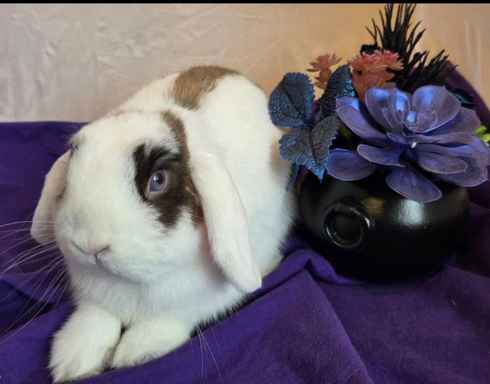 Enlarge Cabbage, a Adopted mixed breed in Pasco, WA image 2/6