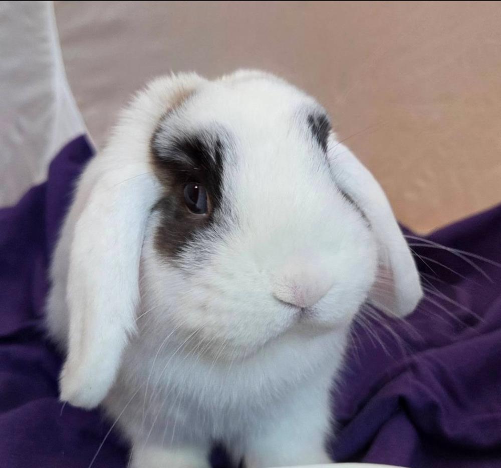 Enlarge Cabbage, a Adopted mixed breed in Pasco, WA image 3/6