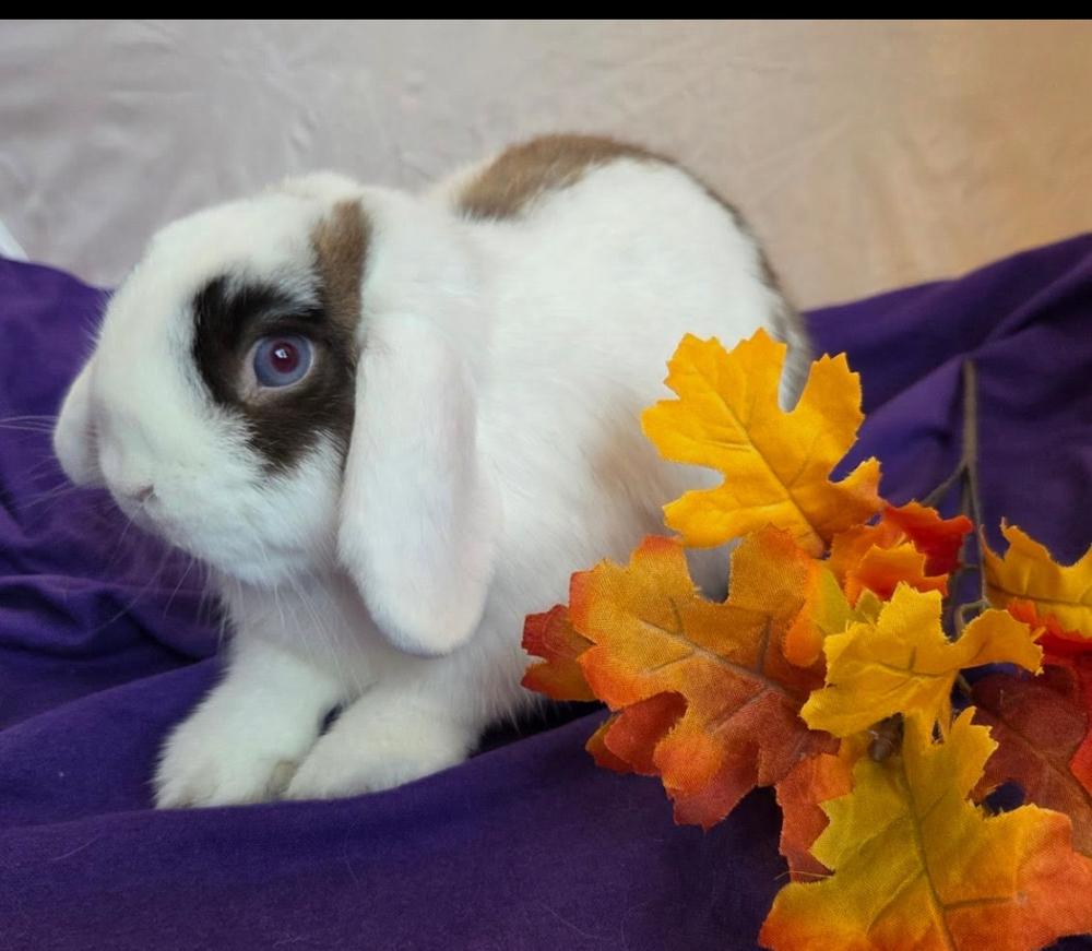 Enlarge Cabbage, a Adopted mixed breed in Pasco, WA image 4/6
