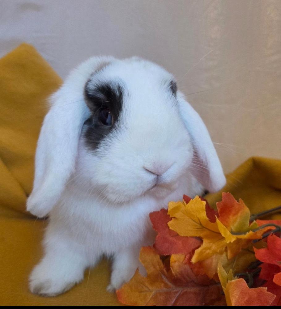 Enlarge Cabbage, a Adopted mixed breed in Pasco, WA image 5/6