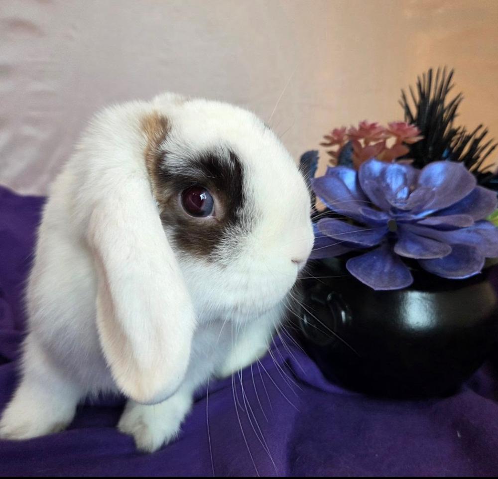 Enlarge Cabbage, a Adopted mixed breed in Pasco, WA image 6/6