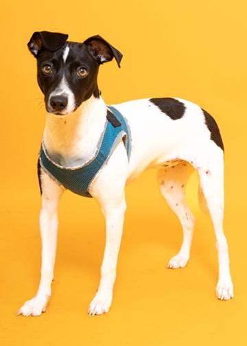 Joy 8167, a Adoptable mixed breed in Boca Raton, FL image 1/4