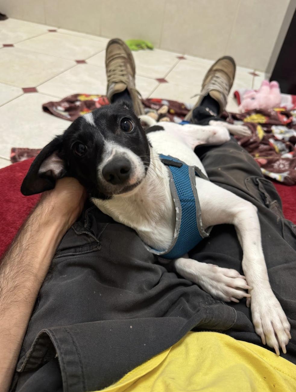 Joy 8167, a Adoptable mixed breed in Boca Raton, FL image 2/4