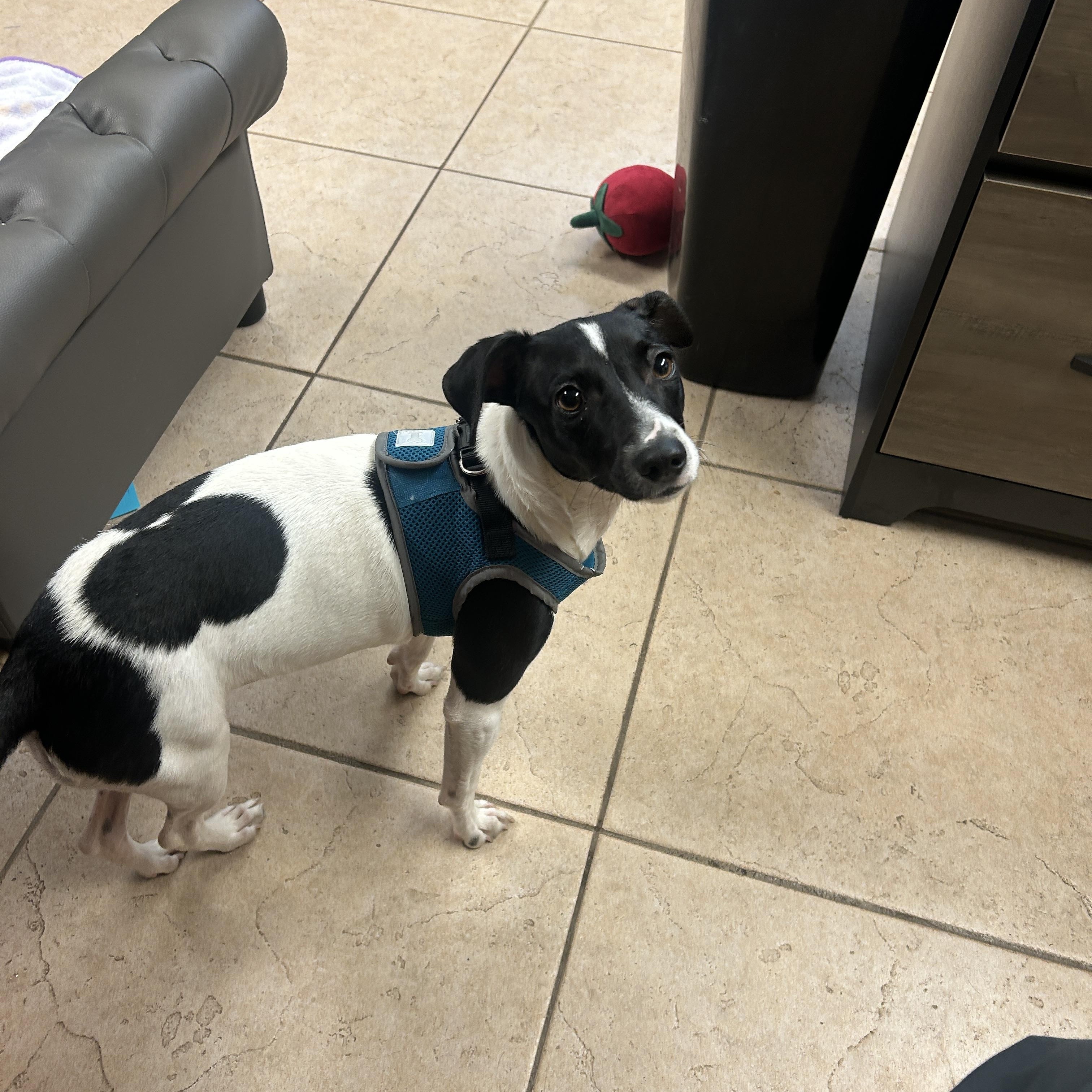 Joy 8167, Adoptable, Young Female Jack Russell Terrier.