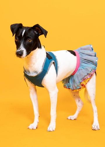 Joy 8167, a Adoptable mixed breed in Boca Raton, FL image 3/4