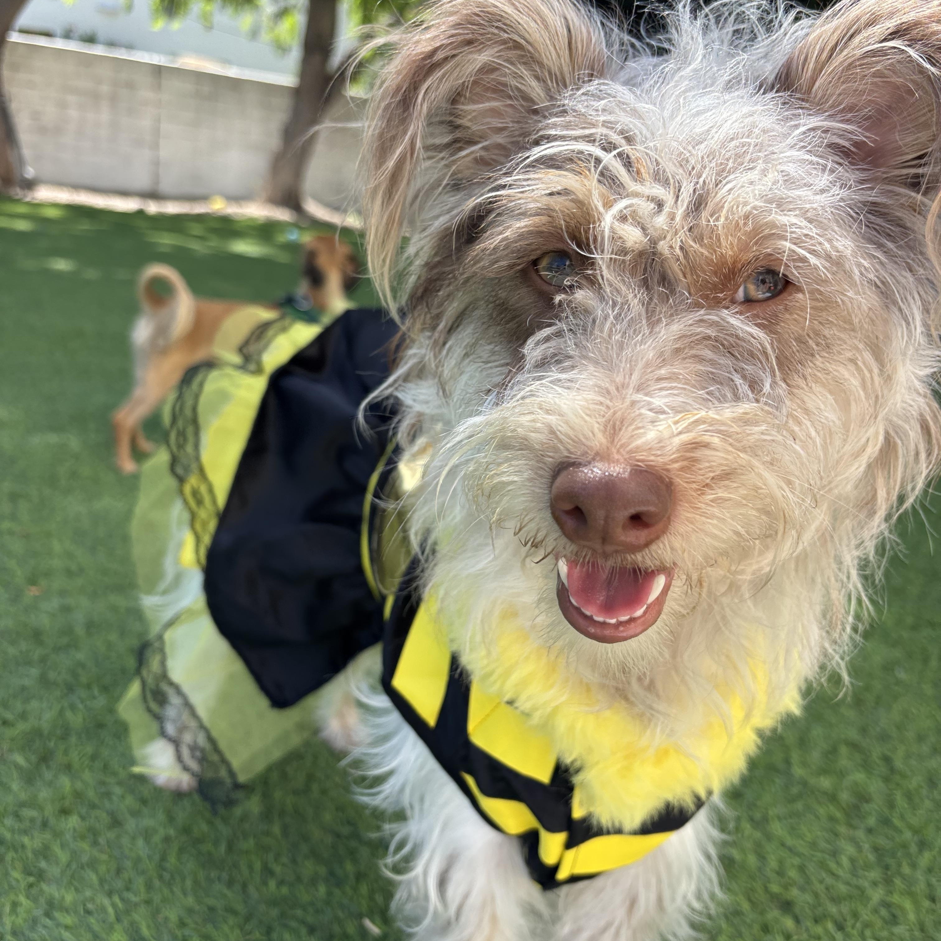 Enlarge HONeYBee, a ADOPTABLE mixed breed in Carlsbad, CA image 1/6