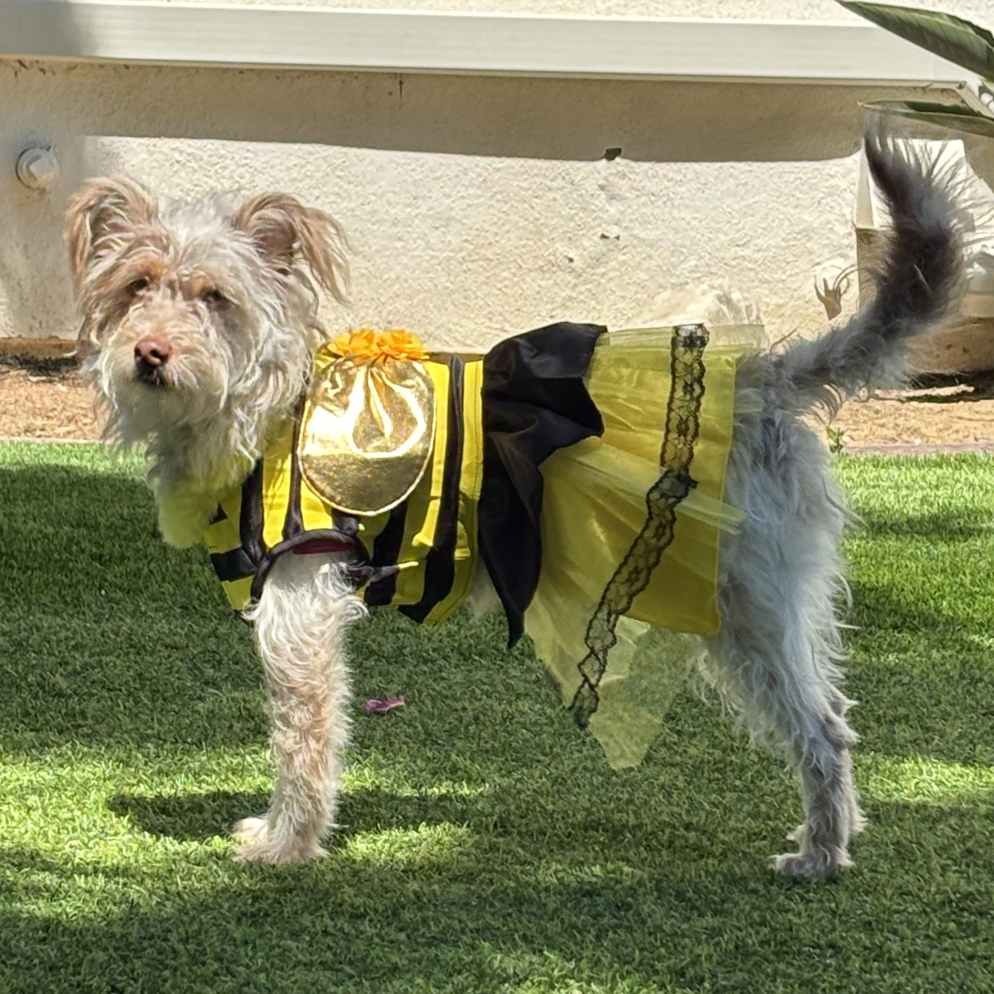 Enlarge HONeYBee, a ADOPTABLE mixed breed in Carlsbad, CA image 2/6
