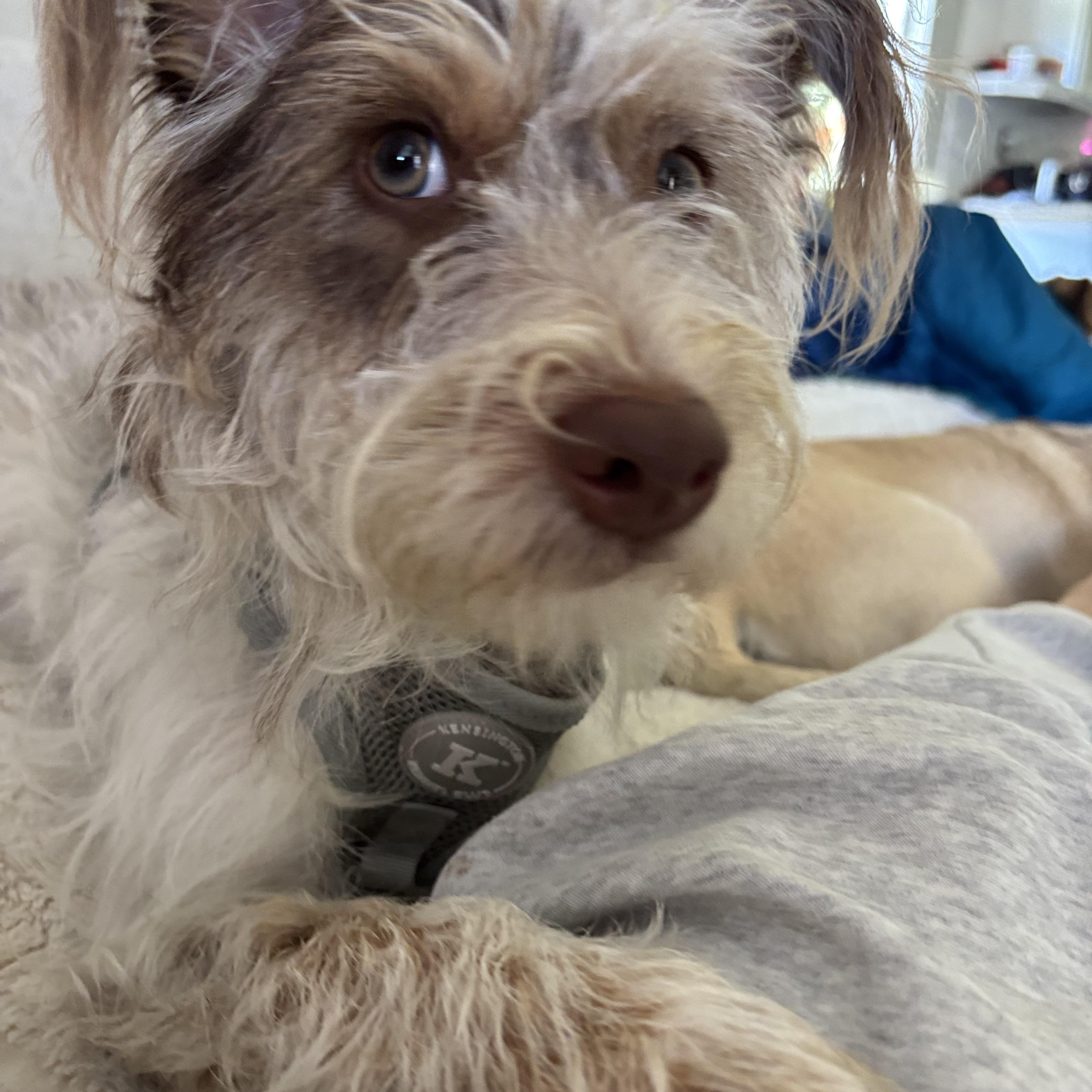 Enlarge HONeYBee, a ADOPTABLE mixed breed in Carlsbad, CA image 3/6