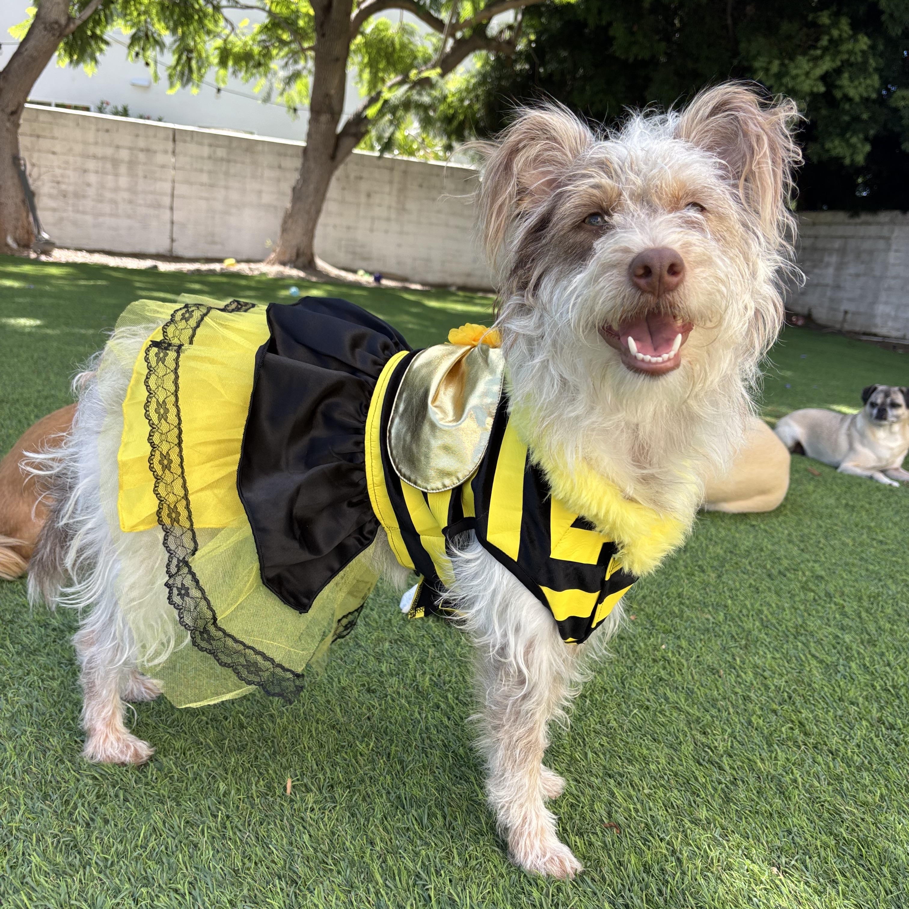 Enlarge HONeYBee, a ADOPTABLE mixed breed in Carlsbad, CA image 4/6