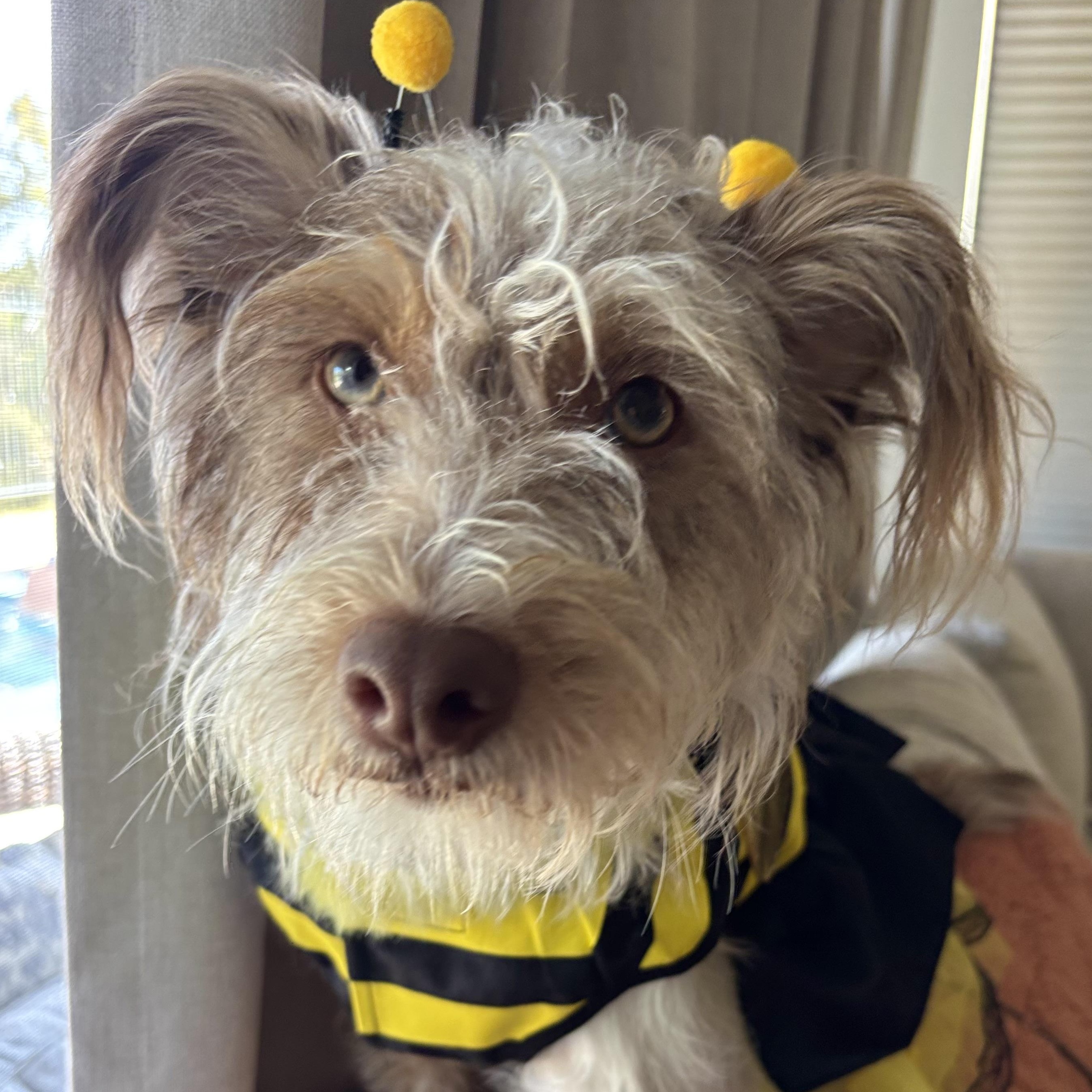 Enlarge HONeYBee, a ADOPTABLE mixed breed in Carlsbad, CA image 6/6