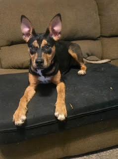 Sammie, Adoptable, Puppy Female Mixed Breed.