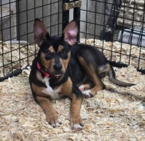 Sammie, a Adoptable mixed breed in Delphi, IN image 2/2