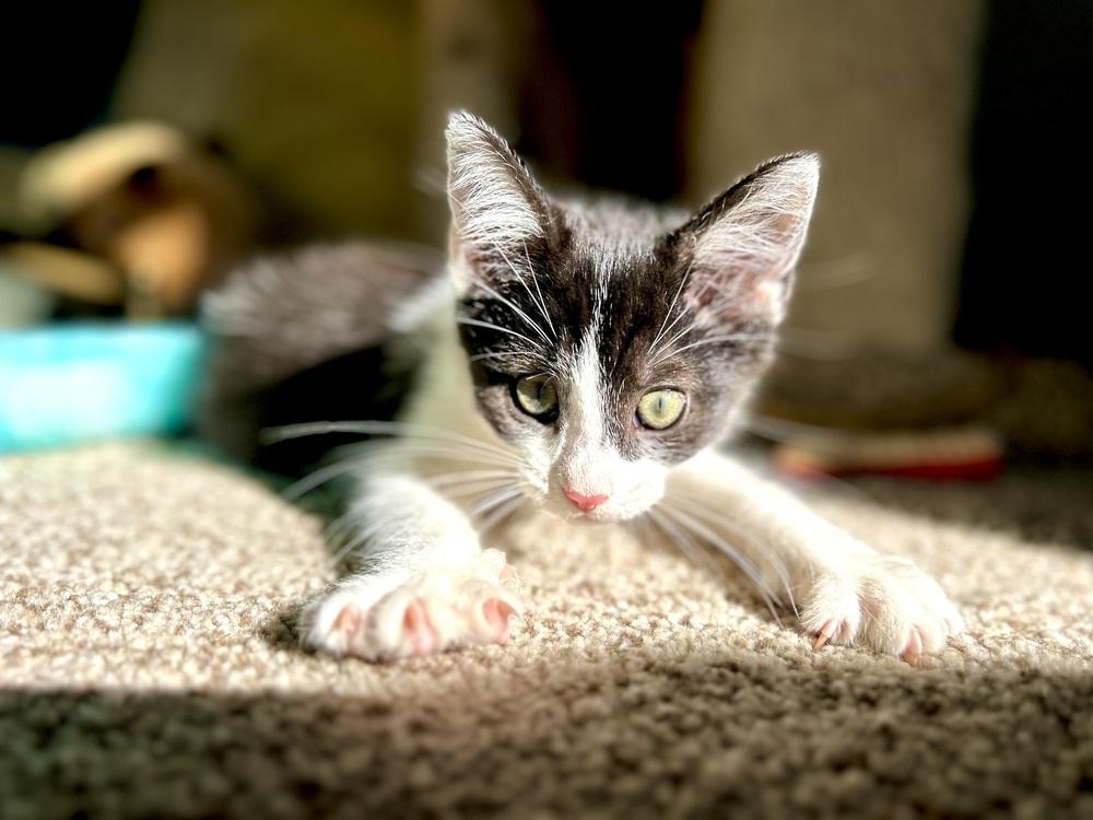 Twizzler, Adoptable, Kitten Female Domestic Short Hair & Domestic Short Hair.