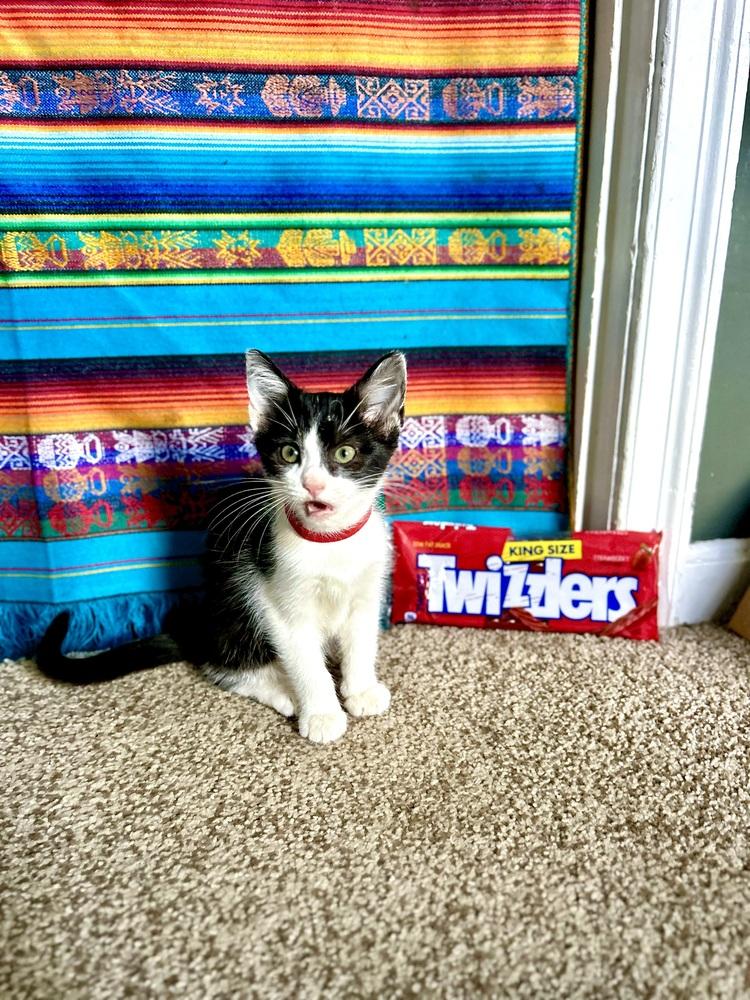 Enlarge Twizzler, a Adoptable mixed breed in Cleveland, OH image 2/3