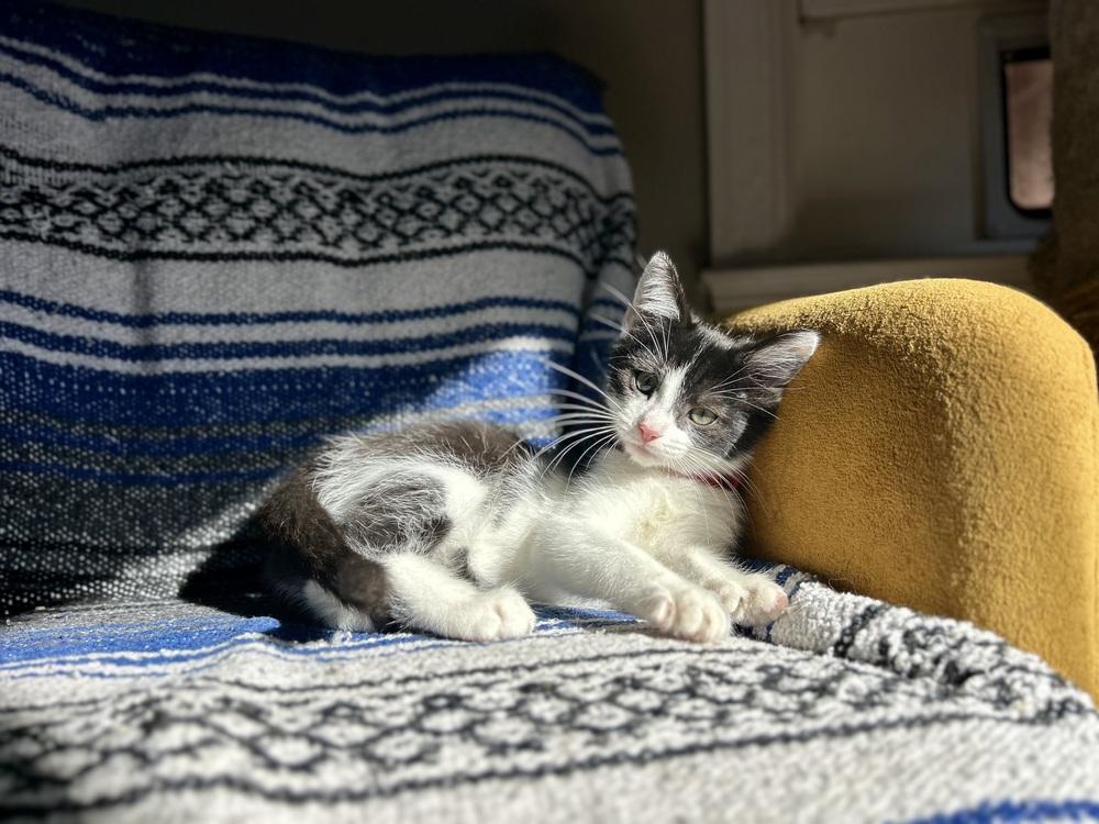 Enlarge Twizzler, a Adoptable mixed breed in Cleveland, OH image 3/3