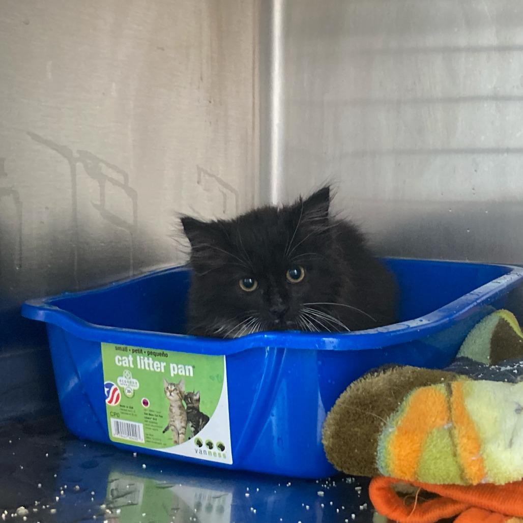 Pine ( Knotty ), Adoptable, Young Male Domestic Medium Hair.