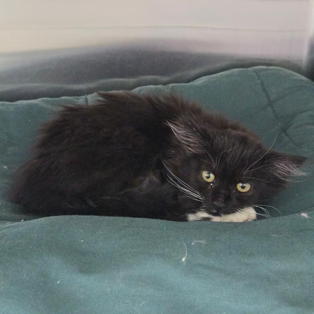 Enlarge Pine ( Knotty ), a Adoptable Domestic Medium Hair in Buffalo, WY image 2/6