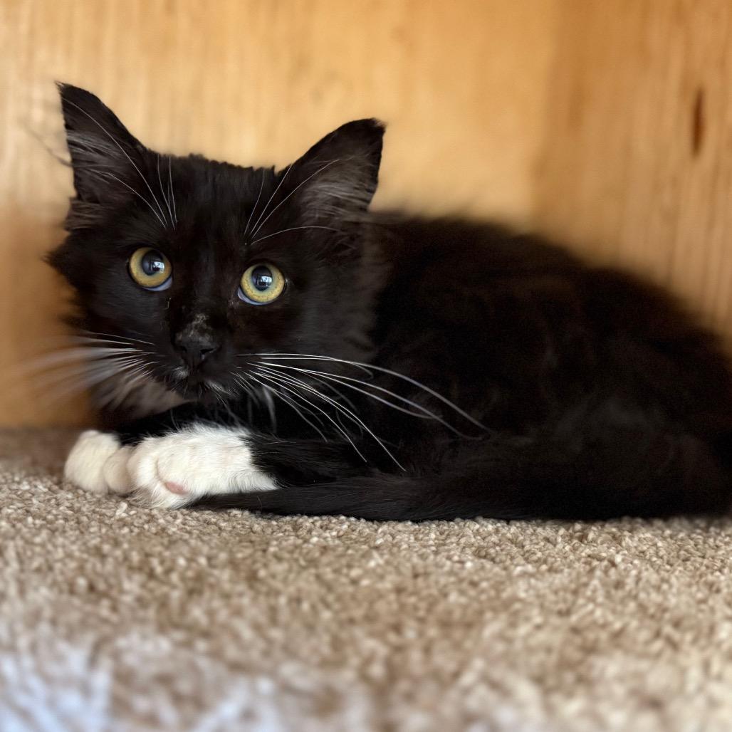 Enlarge Pine ( Knotty ), a Adoptable Domestic Medium Hair in Buffalo, WY image 3/6