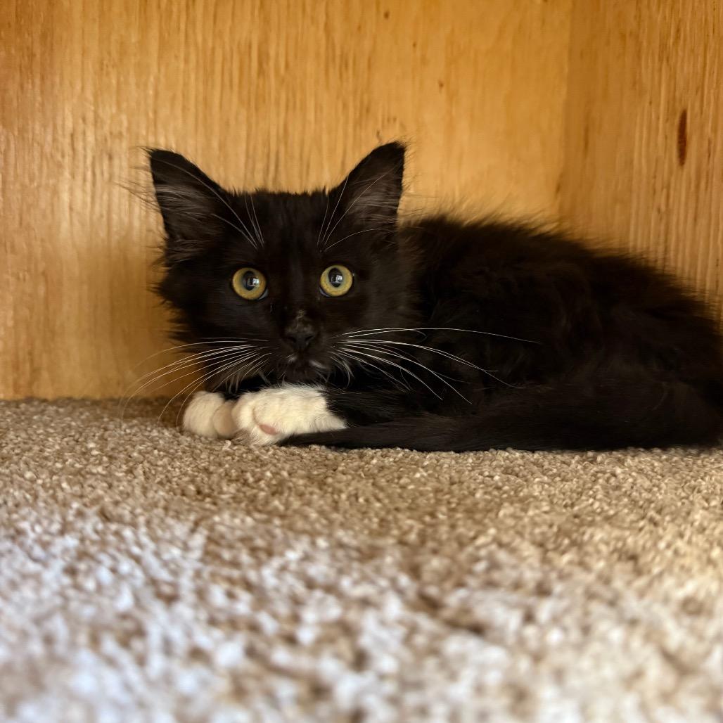 Enlarge Pine ( Knotty ), a Adoptable Domestic Medium Hair in Buffalo, WY image 4/6