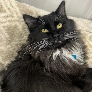 Enlarge Pine ( Knotty ), a Adoptable Domestic Medium Hair in Buffalo, WY image 5/6