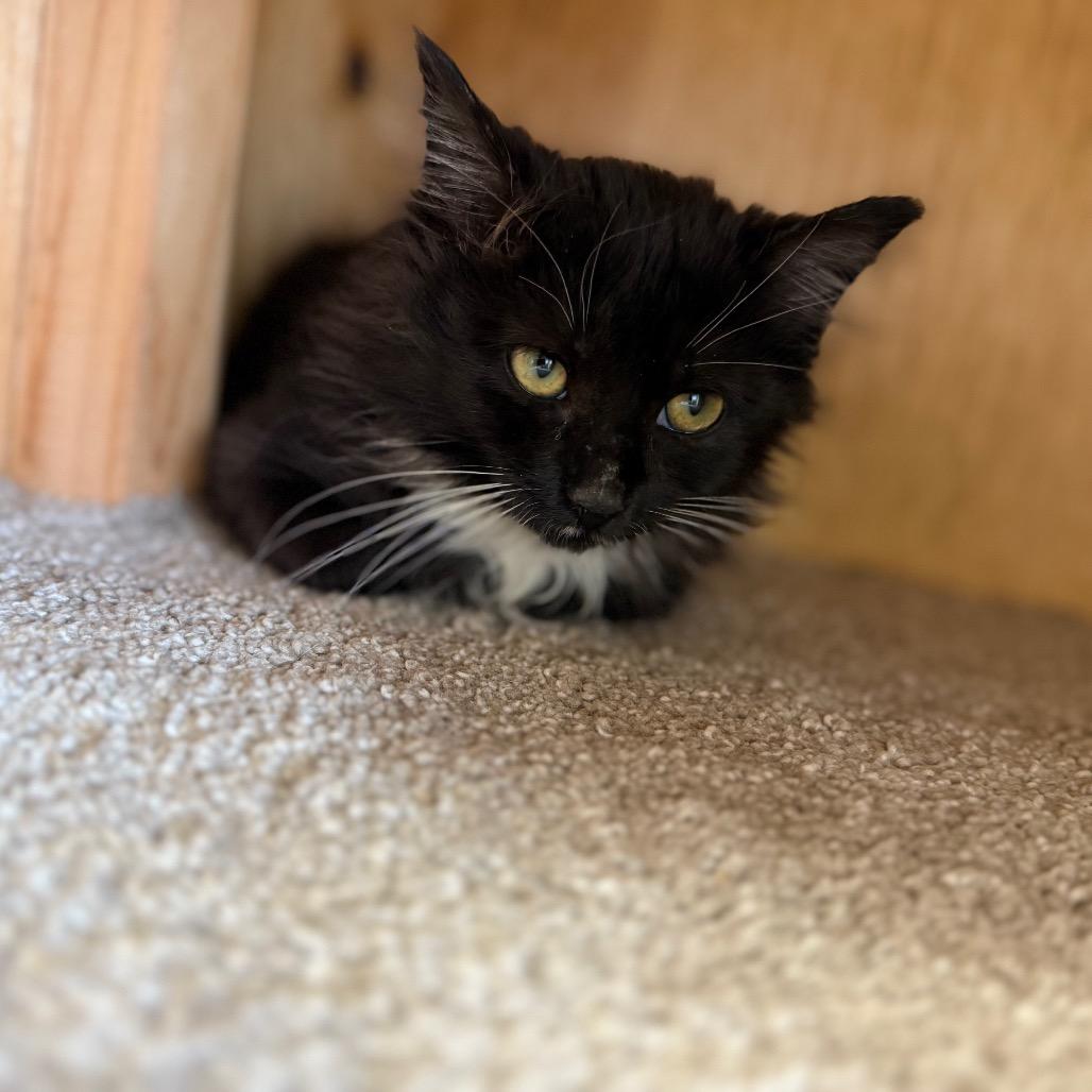 Enlarge Pine ( Knotty ), a Adoptable Domestic Medium Hair in Buffalo, WY image 6/6