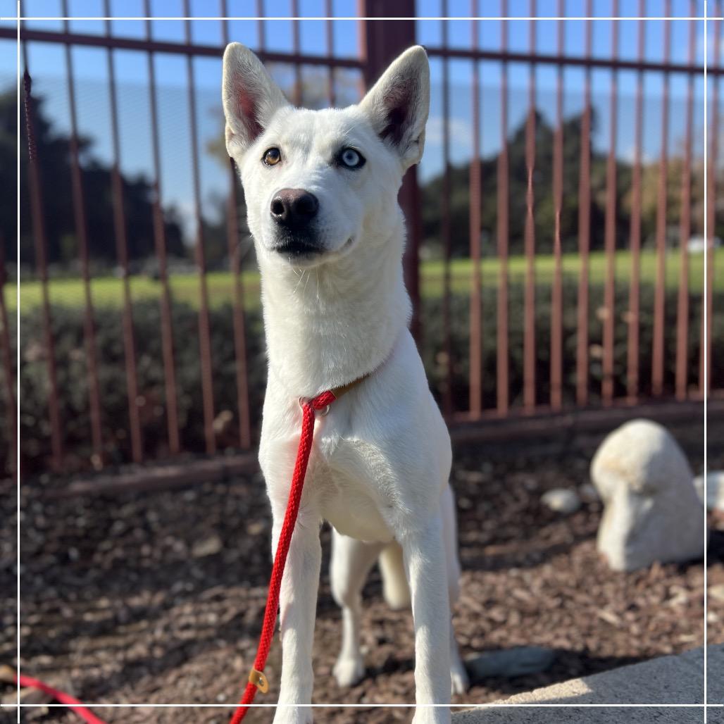RUMMI, Adoptable, Adult Female Husky.