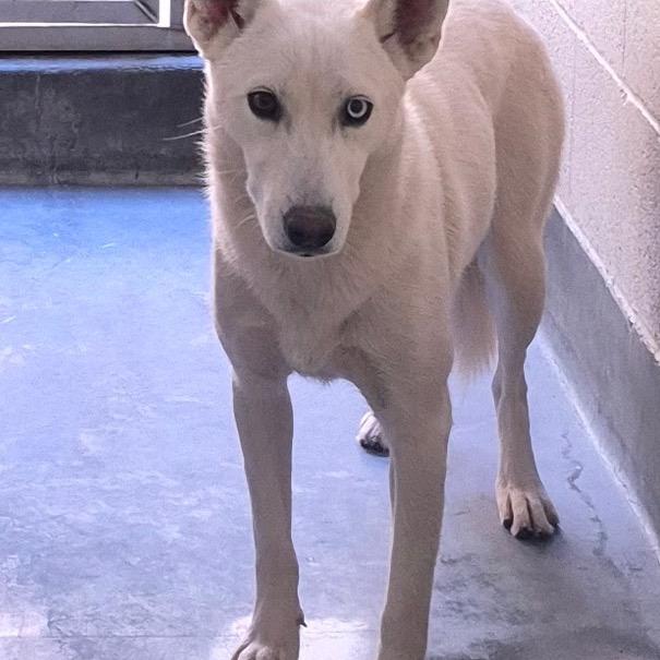 Enlarge RUMMI, a Adoptable Husky in Upland, CA image 2/6