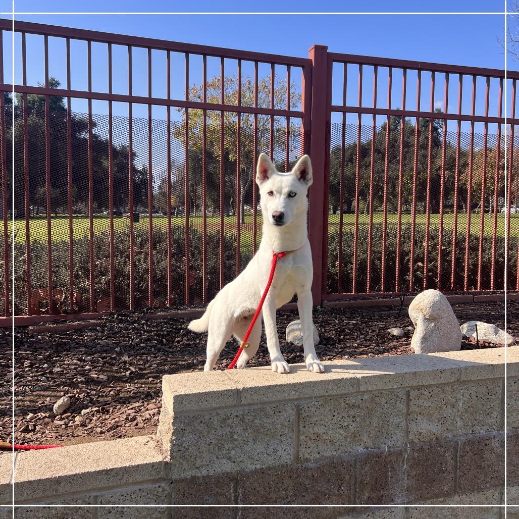 Enlarge RUMMI, a Adoptable Husky in Upland, CA image 3/6
