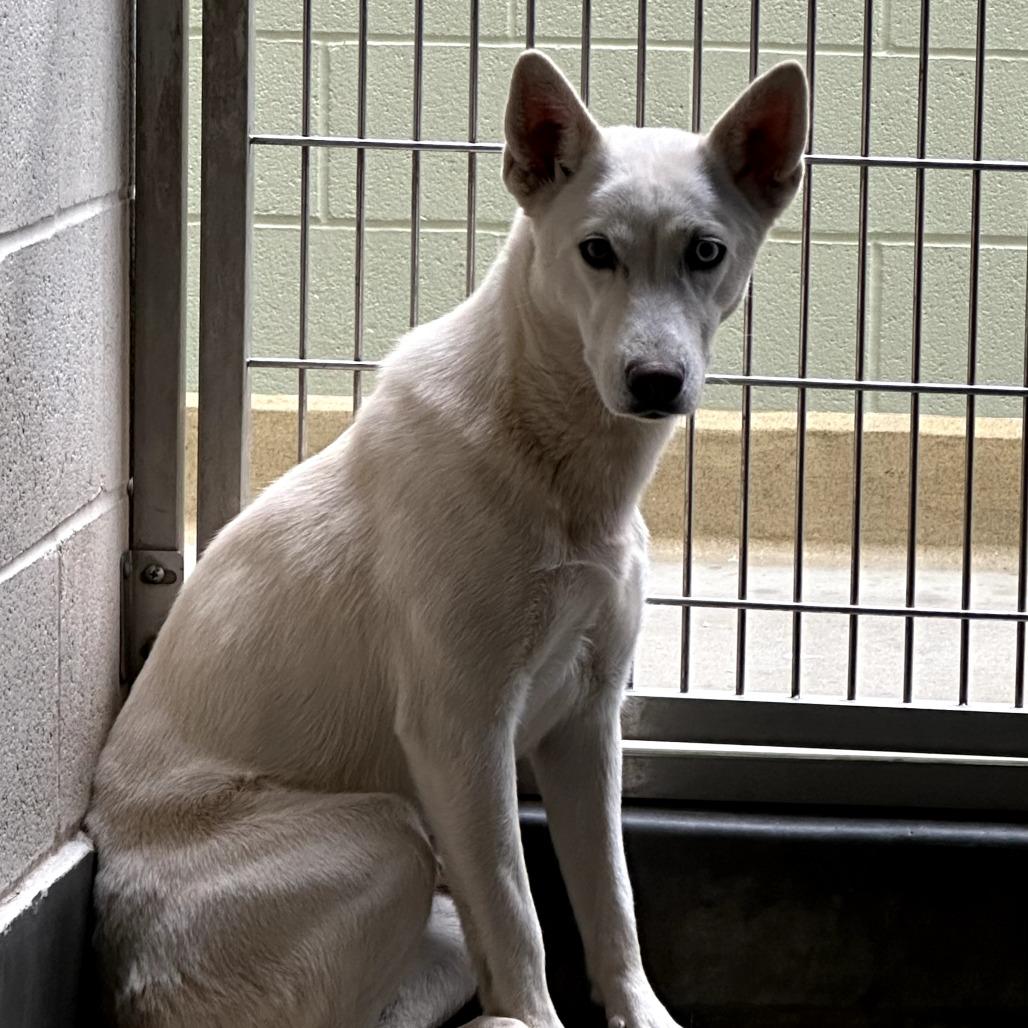 Enlarge RUMMI, a Adoptable Husky in Upland, CA image 4/6