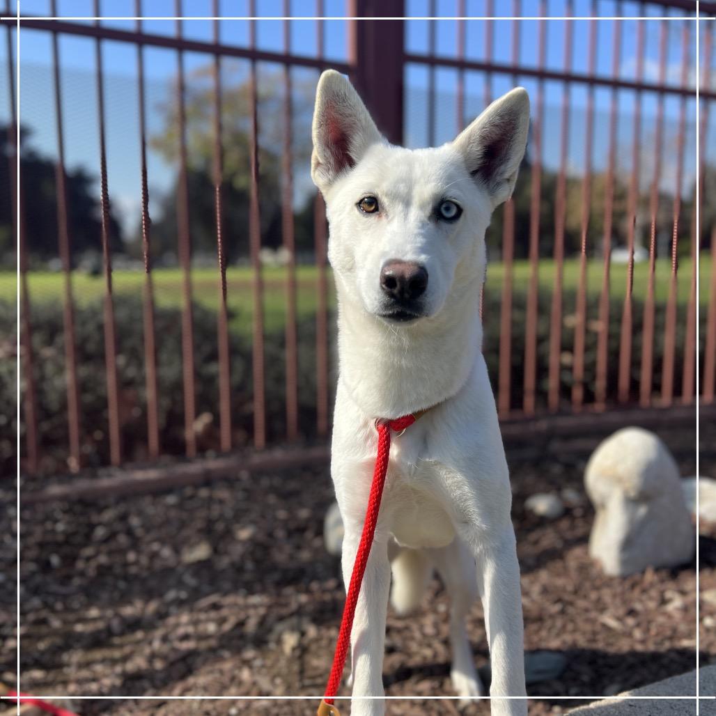 Enlarge RUMMI, a Adoptable Husky in Upland, CA image 5/6