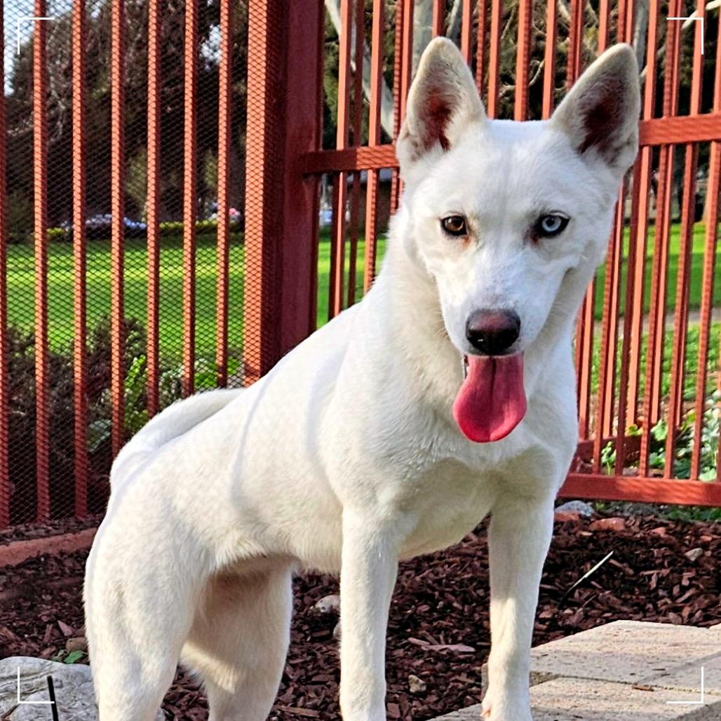 Enlarge RUMMI, a Adoptable Husky in Upland, CA image 6/6
