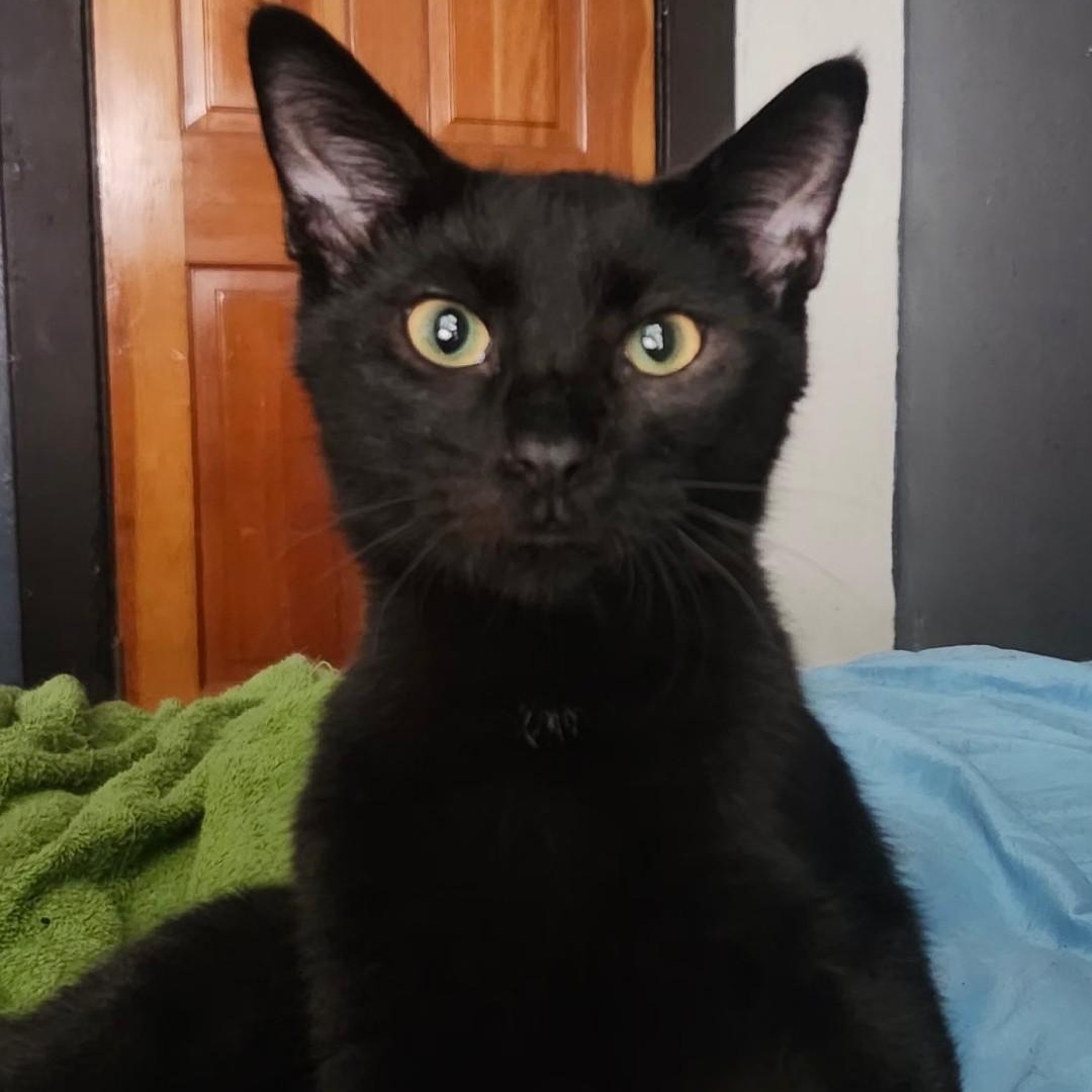 Enlarge Darth Vader, a Adoptable Domestic Short Hair in Long Beach, CA image 1/2