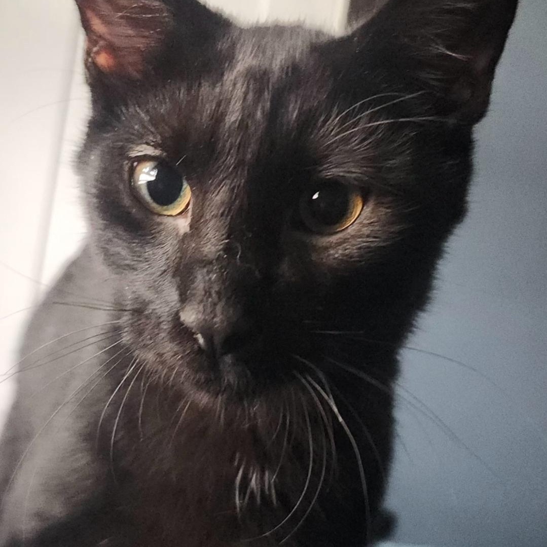 Enlarge Darth Vader, a Adoptable Domestic Short Hair in Long Beach, CA image 2/2