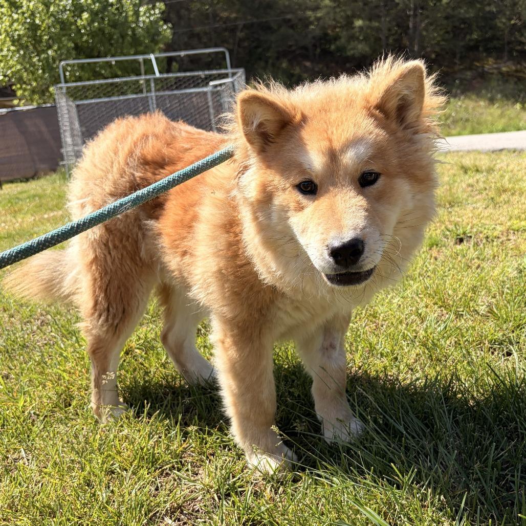 Nori, Adoptable, Young Male Chow Chow & Mixed Breed.