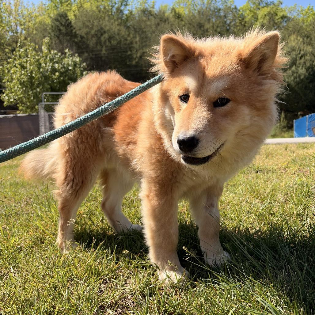 Enlarge Nori, a Adoptable mixed breed in Franklin, NC image 2/4