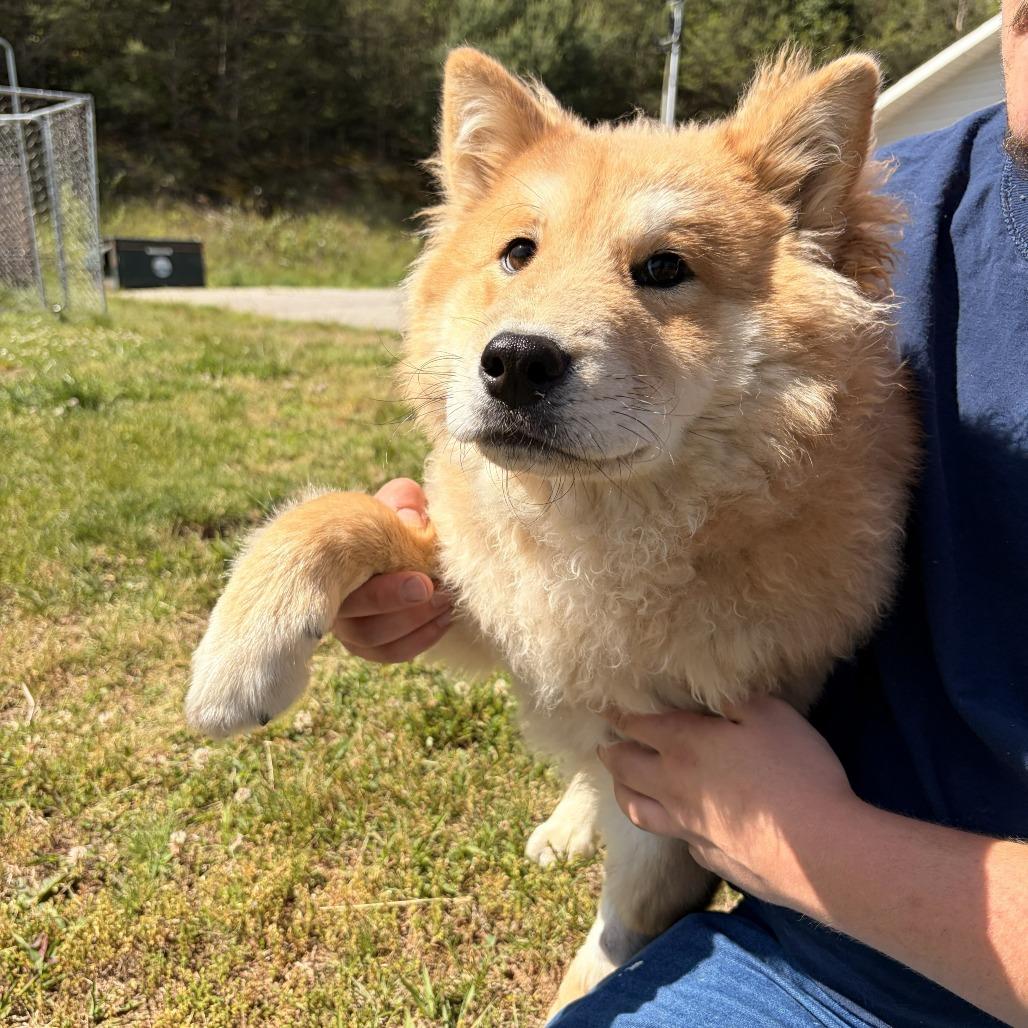 Enlarge Nori, a Adoptable mixed breed in Franklin, NC image 3/4