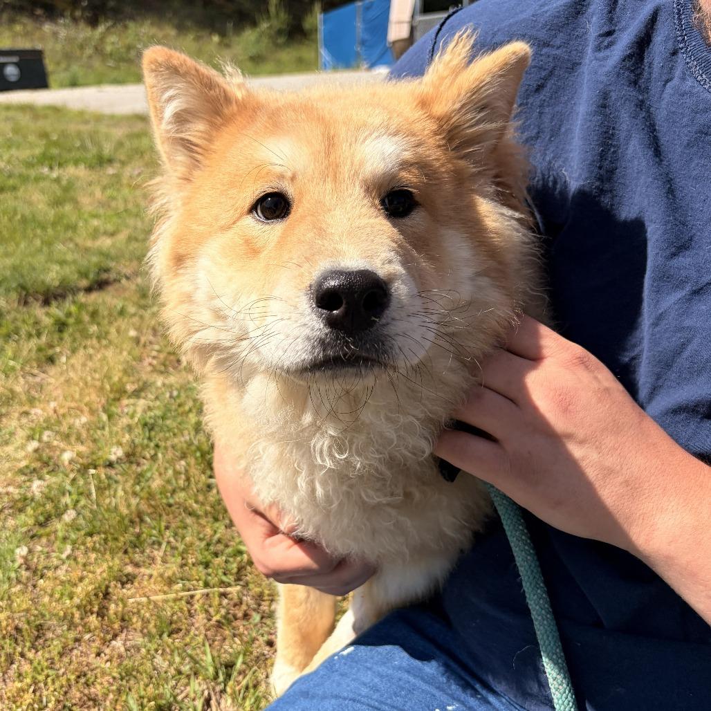 Enlarge Nori, a Adoptable mixed breed in Franklin, NC image 4/4