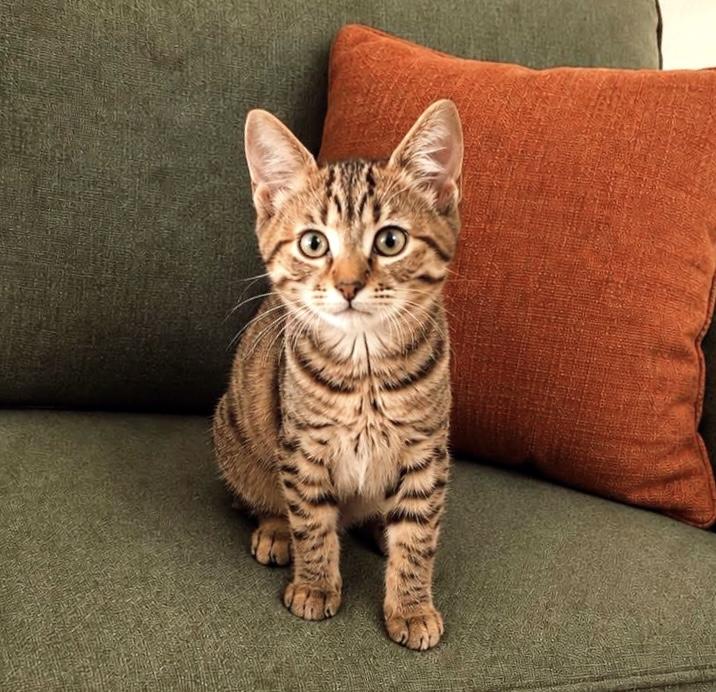 Fern & Sprout - bonded, adopted, Kitten Male Tabby & Torbie.
