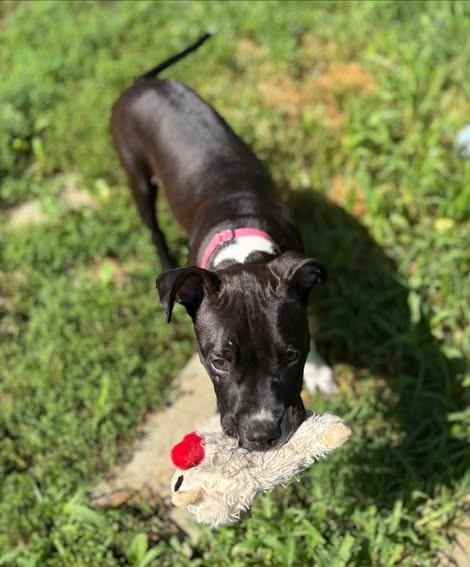 Enlarge Georgia, a Adoptable mixed breed in Albany, NY image 3/6