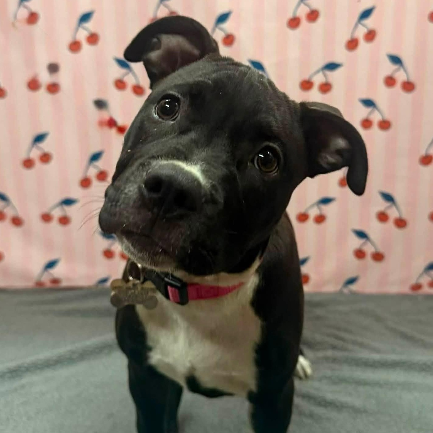 Enlarge Georgia, a Adoptable mixed breed in Albany, NY image 6/6